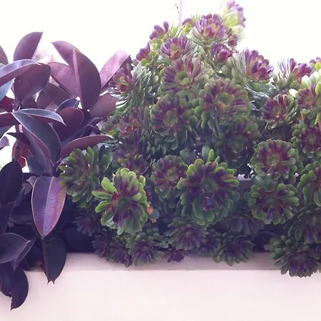 アロニア スタジオ アパート